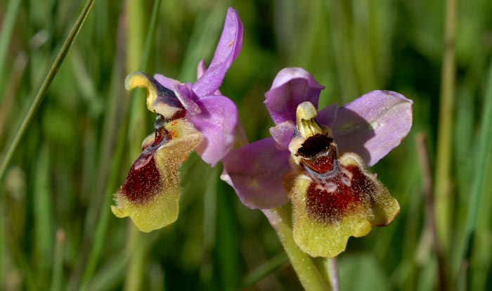 Orquídeas ibéricas